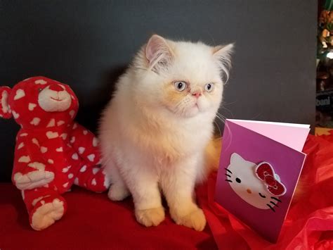 We are located in San Diego California and offer pet kittens and breeders to approved catteries. . Persian kittens for sale san diego